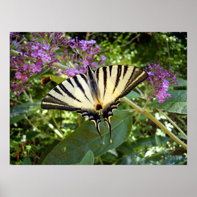 Poster av Scarce Swallowtail Butterfly (Framsidan)