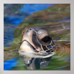 Poster av Sea Turtle Poking Head Up