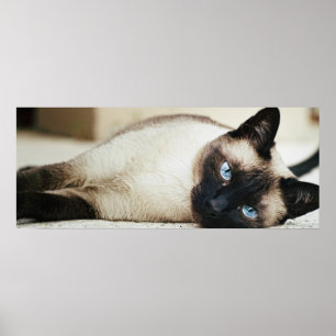 Poster av siamesisk katt