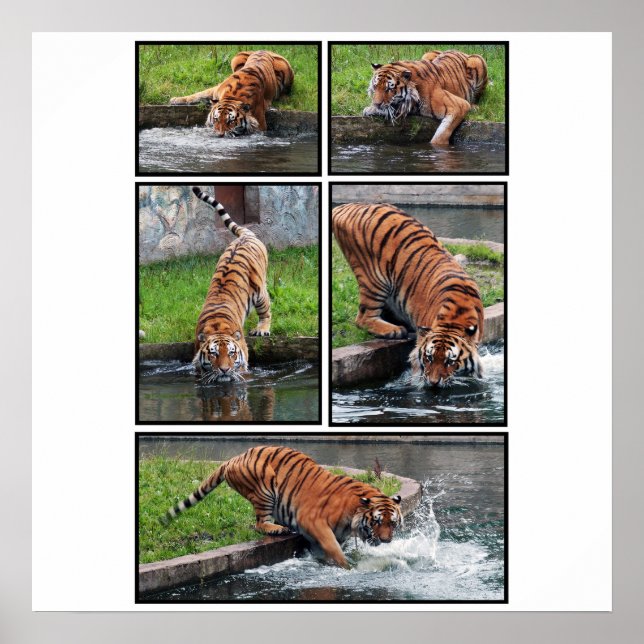 Poster av sibiriska tiger (Framsidan)