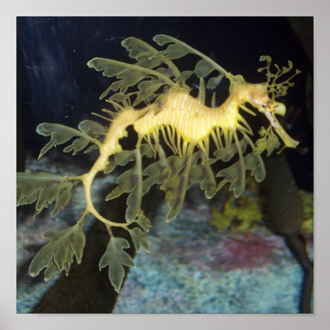 Poster av sjöhäst (Framsidan)