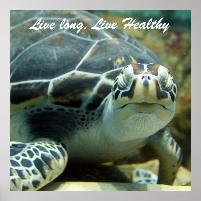 Poster av sköldpaddor (Framsidan)