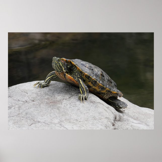 Poster av sköldpaddor (Framsidan)