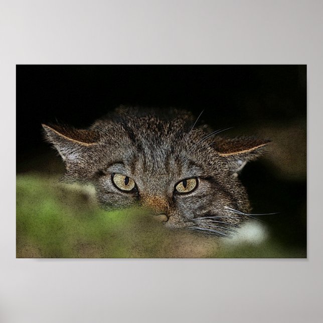 Poster av skotsk vildkatt (Framsidan)