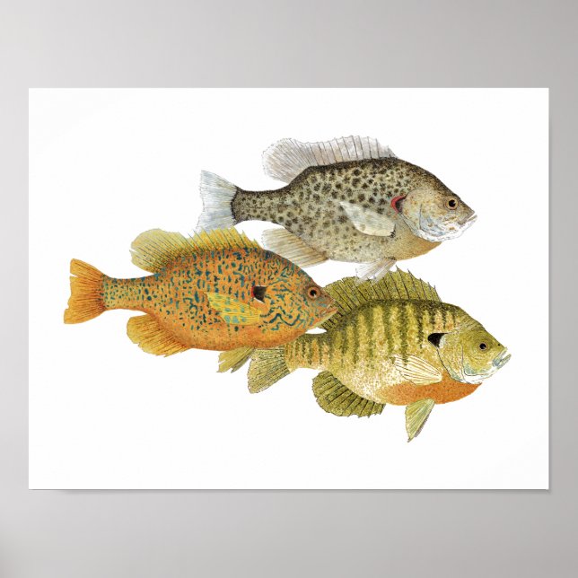 Poster av solfångare (Framsidan)