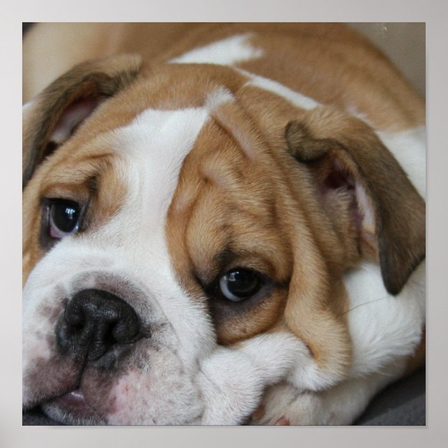 Poster av sömnbulldog (Framsidan)