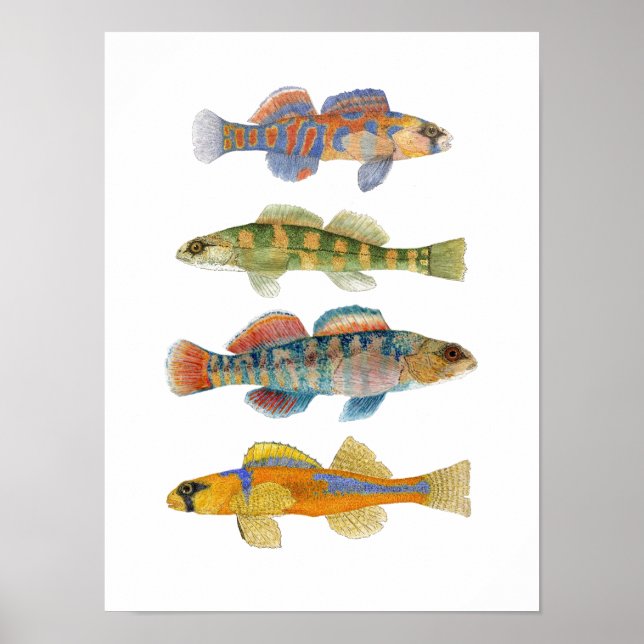 Poster av sötvattensmörkare konst (Framsidan)