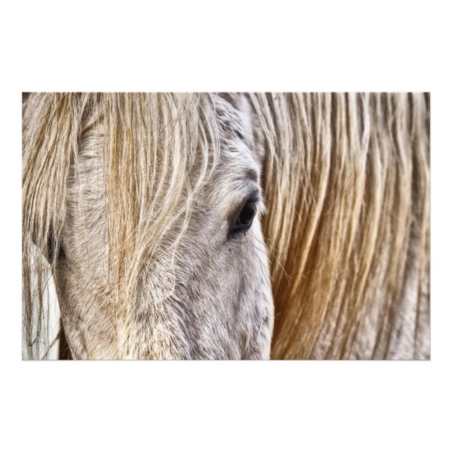 poster av stam- och lada-häst (Framsidan)