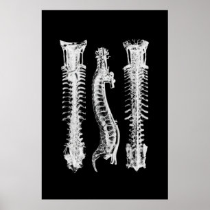 Poster av stamcellsanatomi, väggdekorering av medi