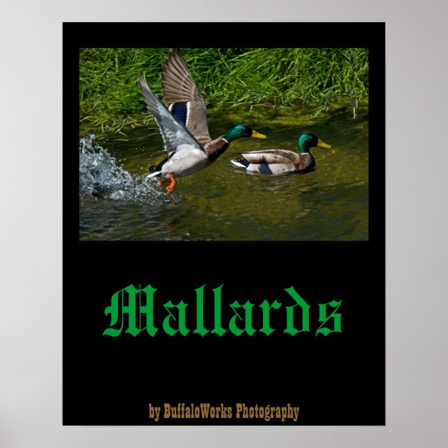 Poster av start från Mallard (Framsidan)