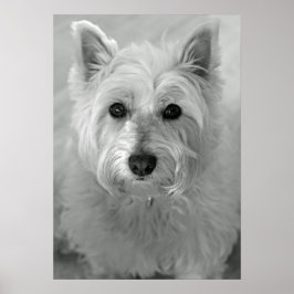 Poster av stenande Väster Highland Terrier Hund (W