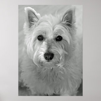Poster av stenande Väster Highland Terrier Hund (W