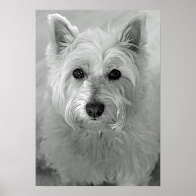 Poster av stenande Väster Highland Terrier Hund (W (Framsidan)