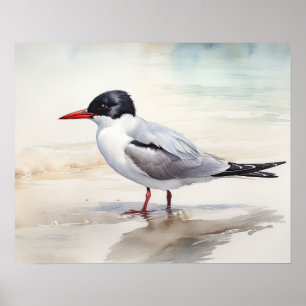 Poster av Sternidae Bird Art Print