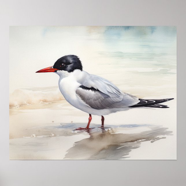 Poster av Sternidae Bird Art Print (Framsidan)