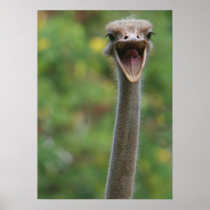 Poster av struts