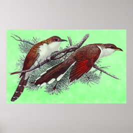 Poster av svarta och gula, fakturerade Cuckoo-fågl