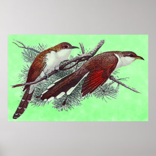 Poster av svarta och gula, fakturerade Cuckoo-fågl