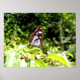 Poster av sydvit amiral Butterfly
