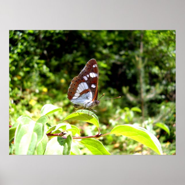 Poster av sydvit amiral Butterfly (Framsidan)