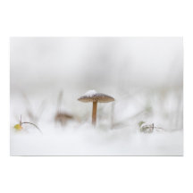 Poster av Tiny Mushroom Nature Photo
