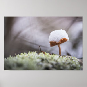 Poster av Tiny Mushroom Nature Photo