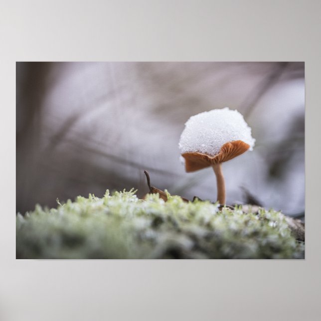 Poster av Tiny Mushroom Nature Photo (Framsidan)