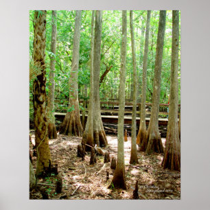 Poster av Träd-skogen i Swamp Cypress