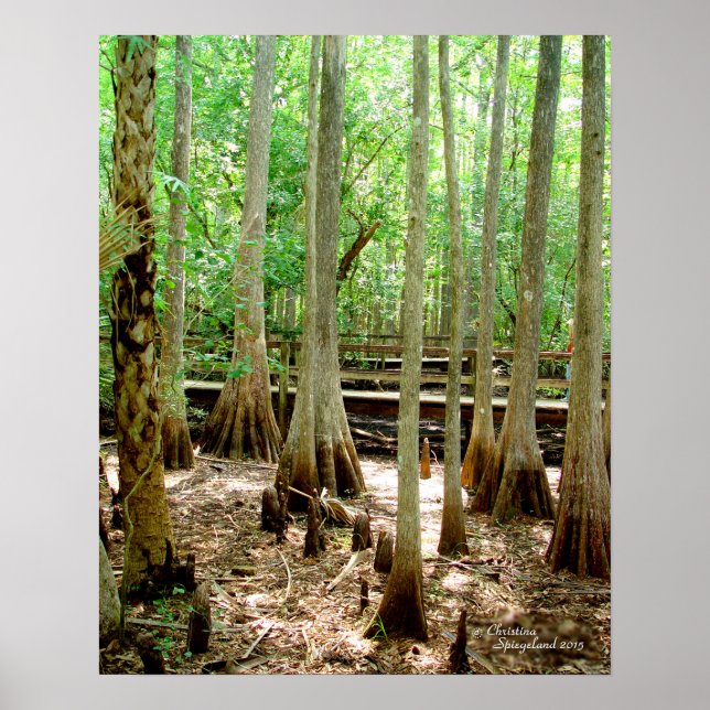 Poster av Träd-skogen i Swamp Cypress (Framsidan)