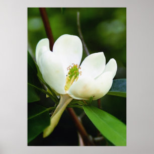 Poster av träsk från Magnolia