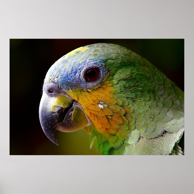 Poster av Tropical Artwork Photo (Framsidan)
