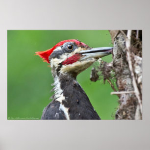Poster  av ungfisk med pileated Woodpecker Matar