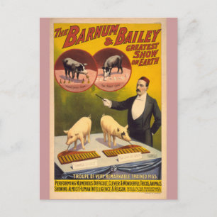 Poster av utbildad Grisar Circus Vykort
