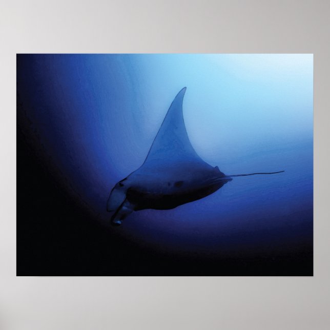 Poster av vacker Manta Ray (Framsidan)