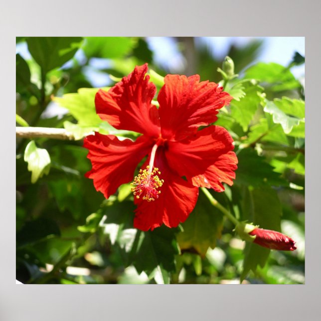 Poster av vacker röd Hawaii Hibiscus Flower (Framsidan)