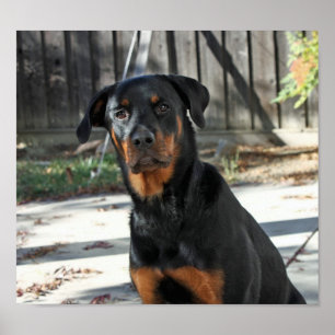 Poster av vacker Rottweiler Heidi
