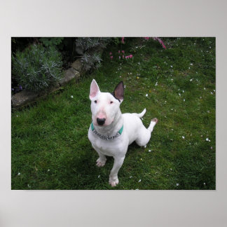 Poster av vackert Bully English Bull Terrier