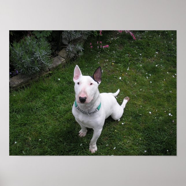 Poster av vackert Bully English Bull Terrier (Framsidan)