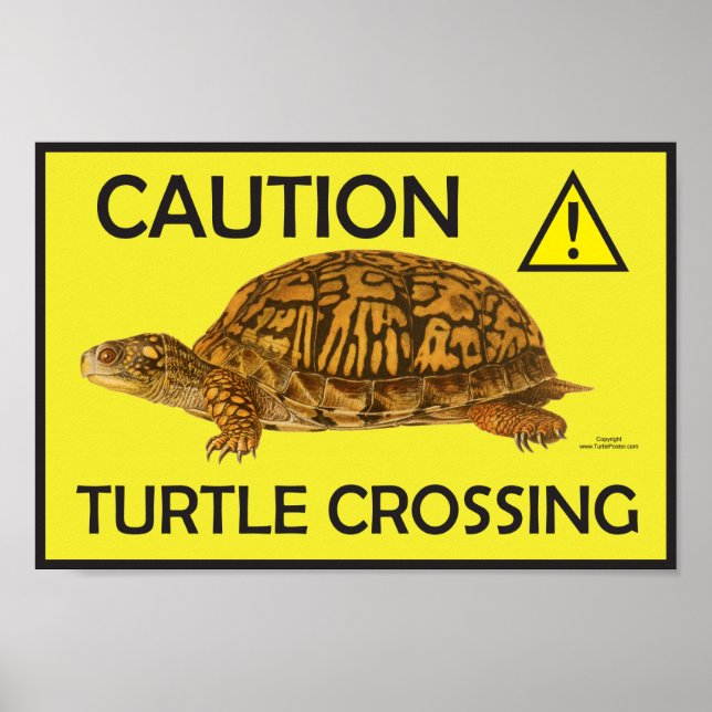 Poster av varningsköldpaddskorsning (Framsidan)