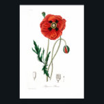 POSTER AV vintage AV BOTANISKT ILLUSTRATION AV POP<br><div class="desc">VINTAGE BOTANISKT UTTRYCK POSTER MED POPY FRÅN MEDICINSK KARTONG. BILDKORT FÖR DET BIOLOGISKA ARVET BIBLIOTEK</div>