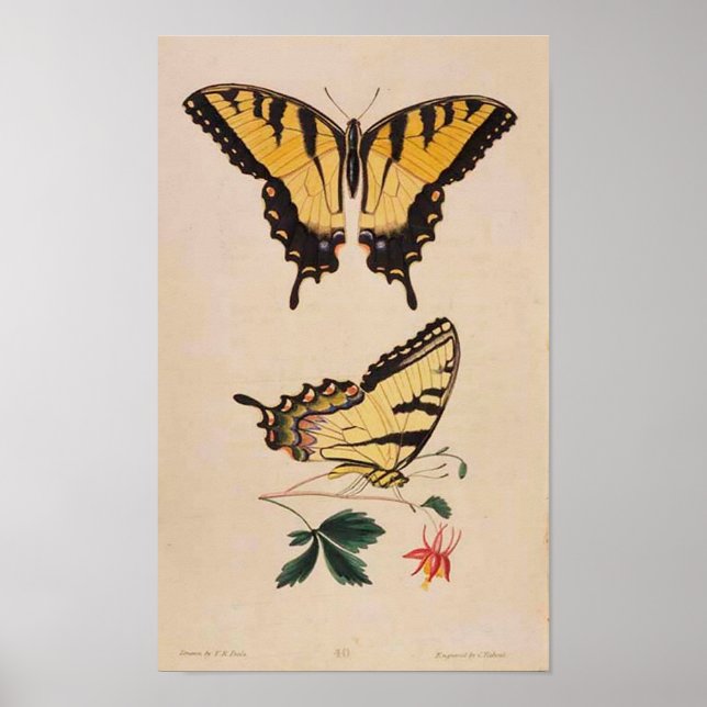Poster av vintage Butterfly-bild (Framsidan)