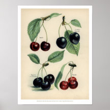 poster av vintage Frukt - Körsbär