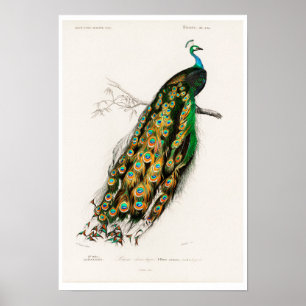 POSTER AV vintage PEAFOWL-ILLUSTRATION