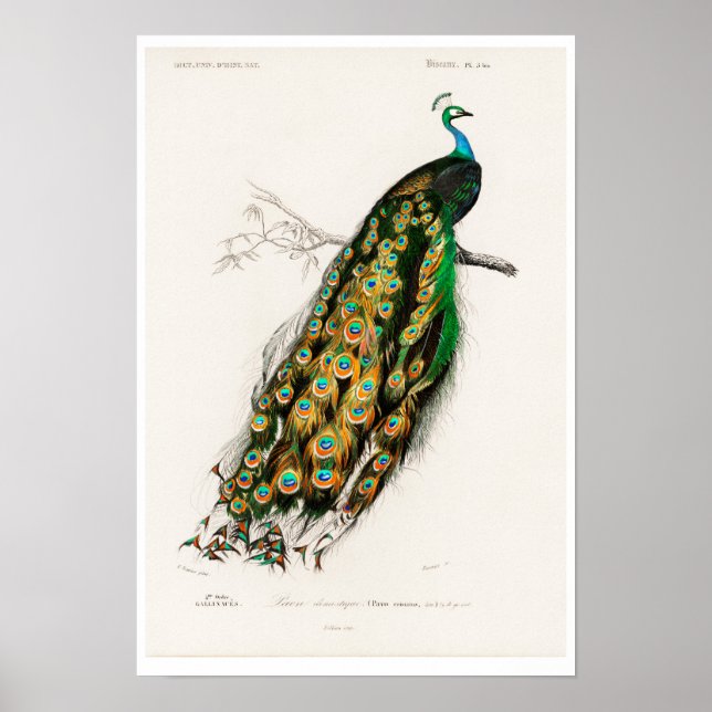 POSTER AV vintage PEAFOWL-ILLUSTRATION (Framsidan)