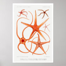 POSTER AV vintage STARFISH-ILLUSTRATION