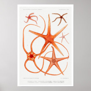 POSTER AV vintage STARFISH-ILLUSTRATION