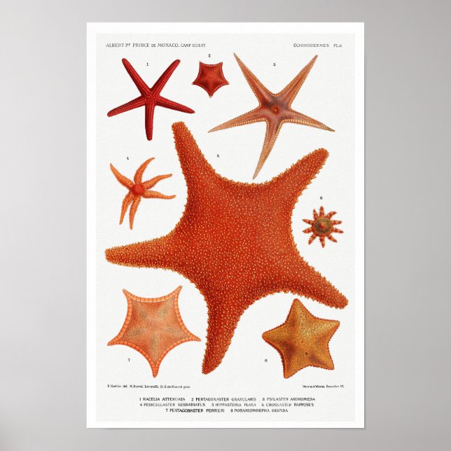 POSTER AV vintage STARFISH-ILLUSTRATION (Framsidan)