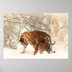 Poster av vintertigers
