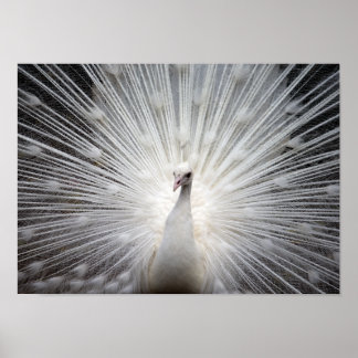 Poster av vit albino Peacock Stunning Wall Art