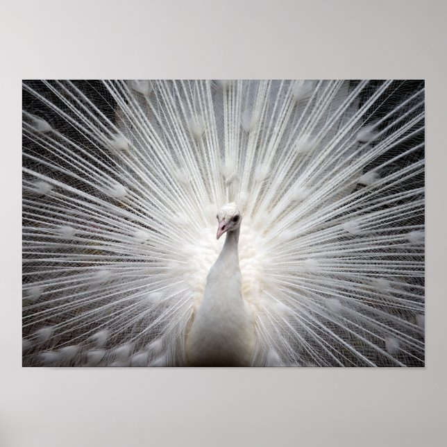 Poster av vit albino Peacock Stunning Wall Art (Framsidan)